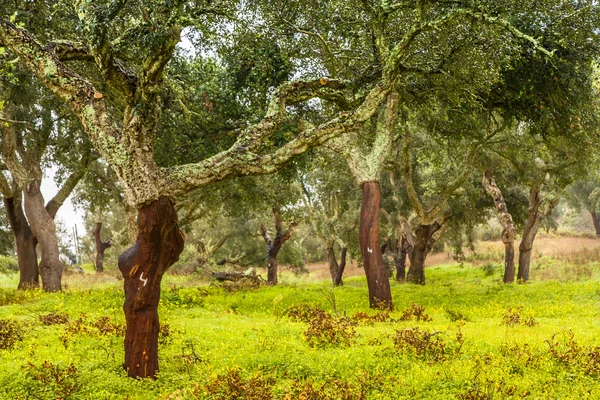 Korkbäume natürliche Ressourcen Landschaft in Portugal — Stockfoto