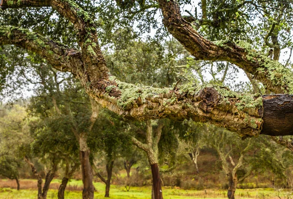 Cork fák természeti erőforrások táj Portugáliában — Stock Fotó