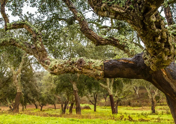 Cork fák természeti erőforrások táj Portugáliában — Stock Fotó