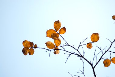 Şube sonbahar yaprakları