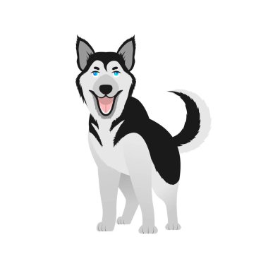 Mavi gözlü Sibirya köpeği. Tatmin olmuş safkan köpek..