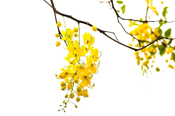 Золота квітка ізольована на білому тлі — стокове фото