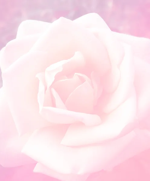 잎과 장미 화분 꽃 핑크 컬러 필터를 닫습니다 — 스톡 사진