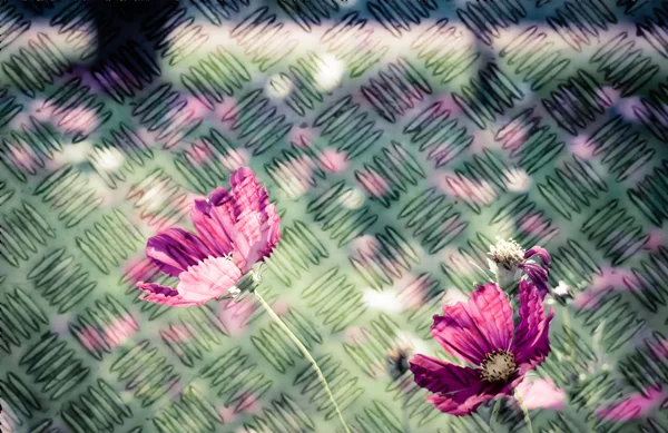 Color rosa del campo de flores del cosmos en la textura de la placa de diamante de metal —  Fotos de Stock