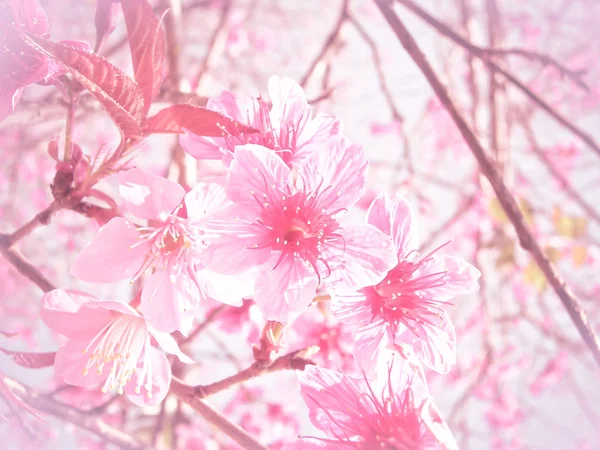Weicher Fokus Kirschblüte oder Sakura-Blume auf Naturhintergrund — Stockfoto
