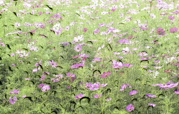 Pink color of cosmos flower field on waterdrop on glass texture background. — Stock Photo, Image