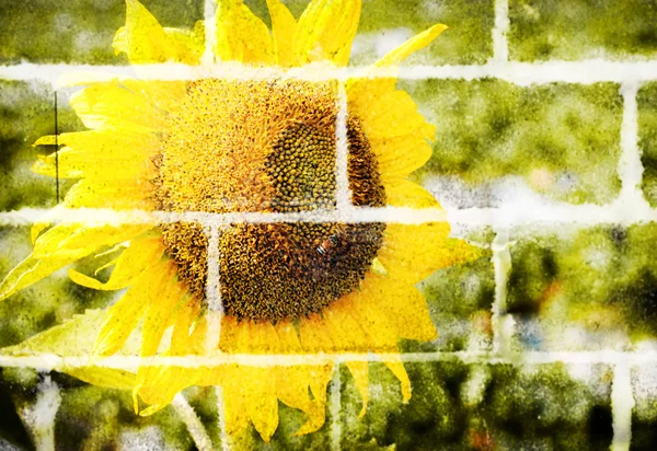 Пыльца крупным планом подсолнечника и пчелы на бетонном фоне — стоковое фото