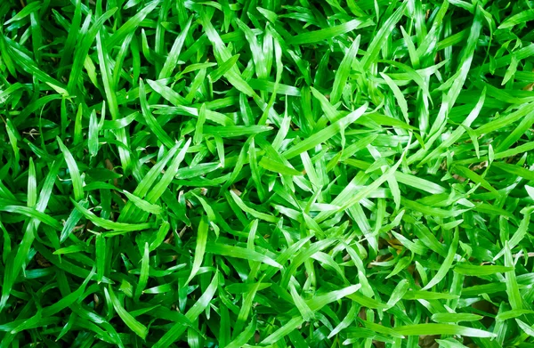 아름 다운 녹색 잔디의 질감 배경 — 스톡 사진