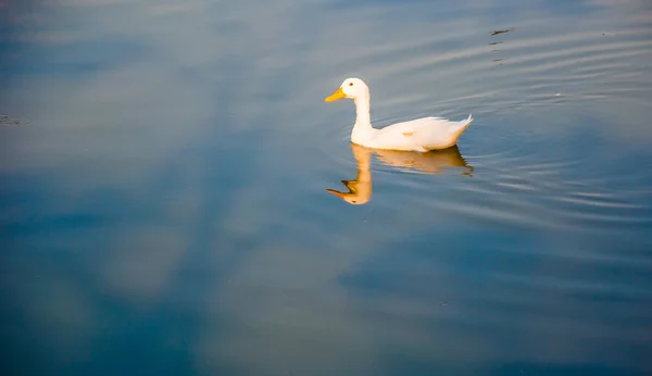 White duck is swimming on the lake — Stock Photo, Image