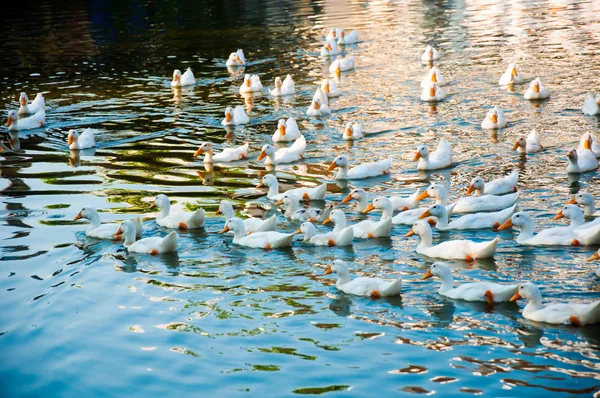 Grupo de pato blanco está nadando en el lago —  Fotos de Stock
