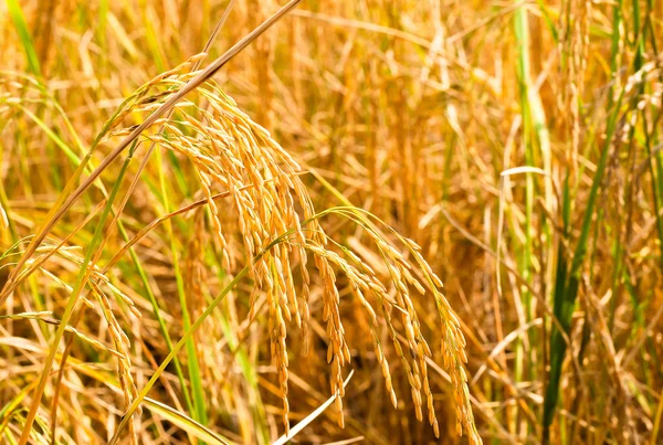 O Paddy produzir grãos na estação chuvosa em luz quente , — Fotografia de Stock