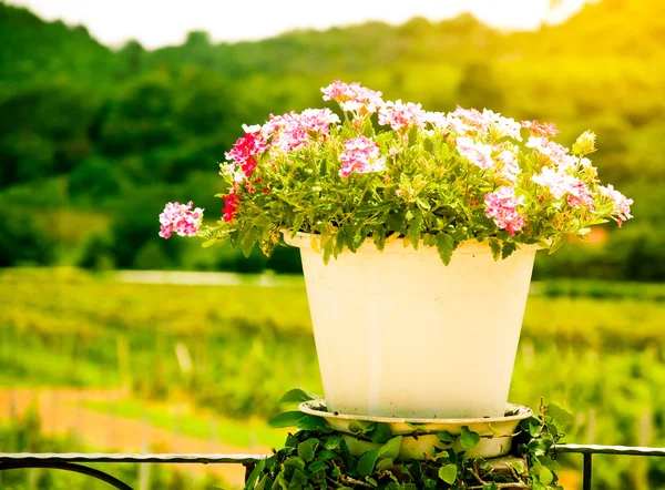 the beautiful red and pink flower white pot in warm light