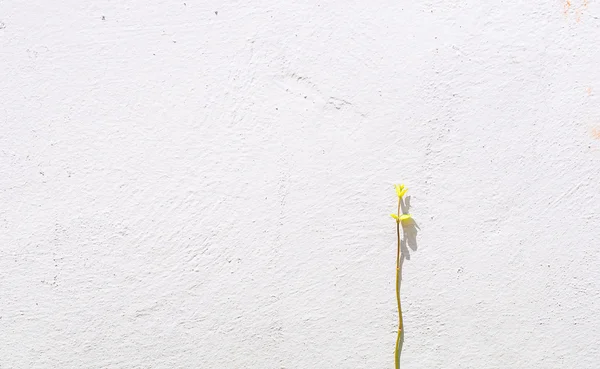 La planta De la hiedra Verde se acercan sobre el fondo blanco de hormigón —  Fotos de Stock