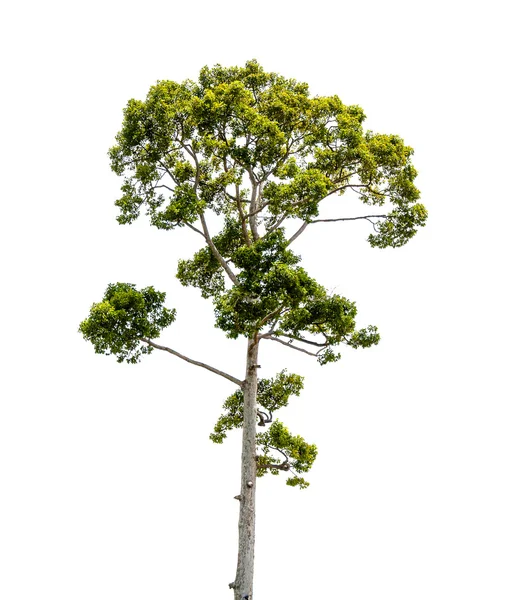 El árbol verde aislado en el backgroup blanco —  Fotos de Stock