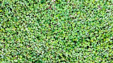 yeşil yaprakları duvar arka plan