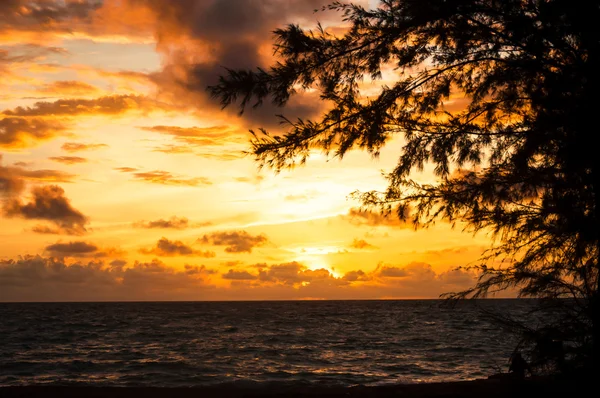 La silueta de pino mar período de puesta del sol — Foto de Stock