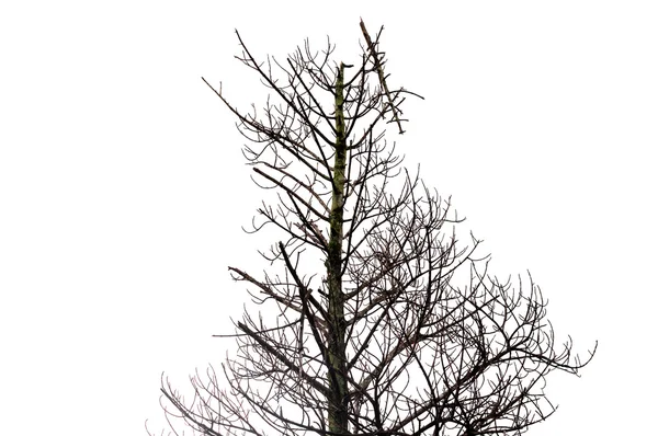 L'Arbre n'est pas des feuilles et une branche de l'arbre mort isolé sur blanc — Photo