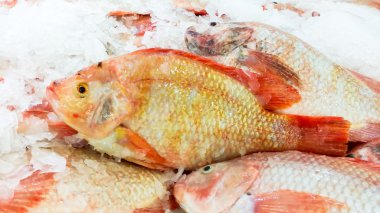 Süpermarket için buzlu rafta kırmızı tilapia balık satmak