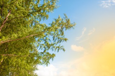 güneş ışığı üzerinde bulanık çam mavi ve turuncu gökyüzü arka planda. kopya alanı