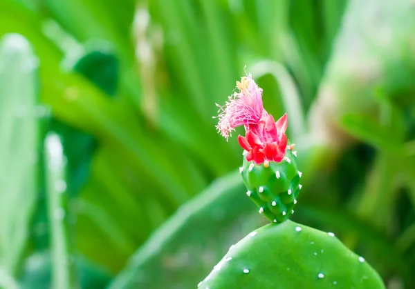 自然のバック グラウンドでのサボテンの花のソフト フォーカスの赤とピンクの色 — ストック写真