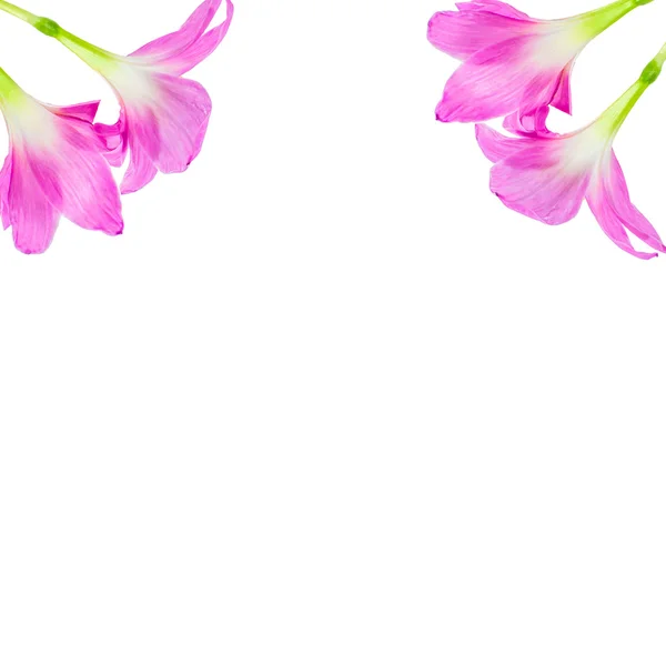 Beyaz arka plan üzerinde pembe yağmur lily çiçek — Stok fotoğraf