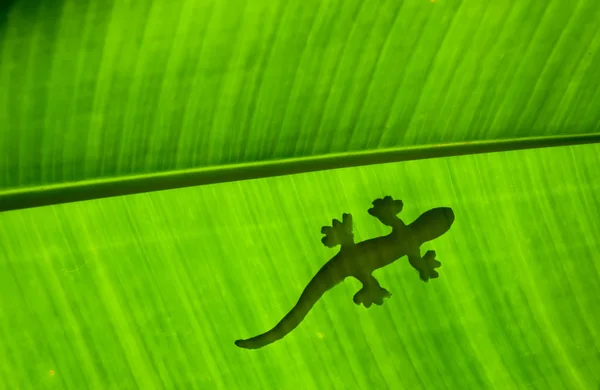 The lizard on green banana leaf — Stock Photo, Image