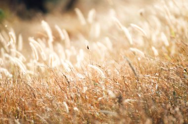 bulanıklık sarı çimen çiçek ılık ışık