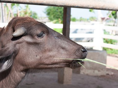 Saman tropikal bir çayırda yeme Buffalo
