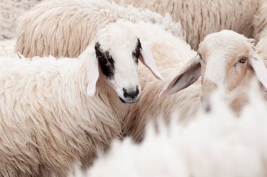 koyun çiftliğinde yemek için bekliyor