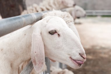 koyun çiftliğinde yemek için bekliyor