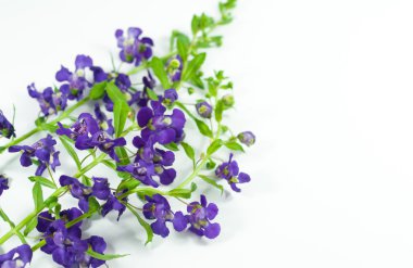 Beyaz bir arka plan üzerinde izole güzel koyu mavi unutma