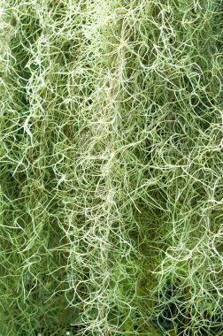 yeşil ve beyaz İspanyolca Moss arka plan rengini