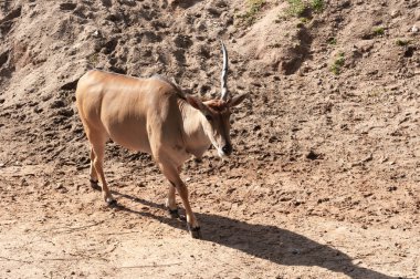 Genç taurotragus derbianus veya ortak Eland, Afrika antilopları en büyüğü