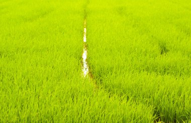 sunrise dönemi alanına pirinç