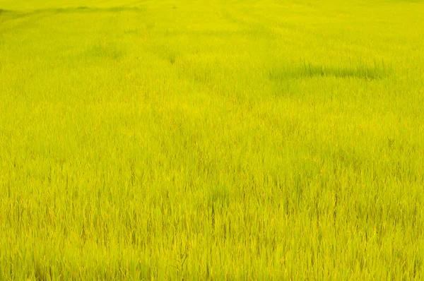 Paddy produce grano en temporada de lluvias en luz cálida, Tailandia — Foto de Stock