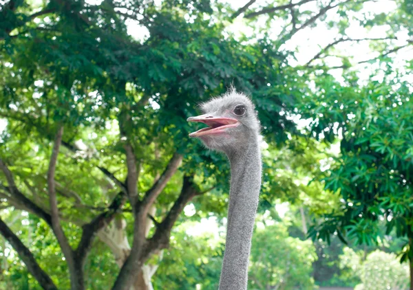 Cabeza de avestruz en el bosque —  Fotos de Stock