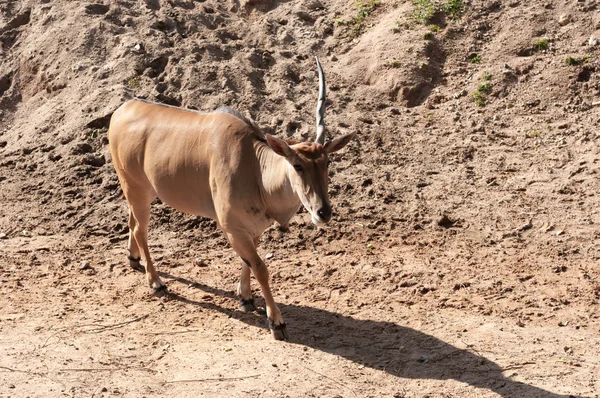 Young taurotragus derbianus or common Eland, the largest of the African antelope — Stock Photo, Image