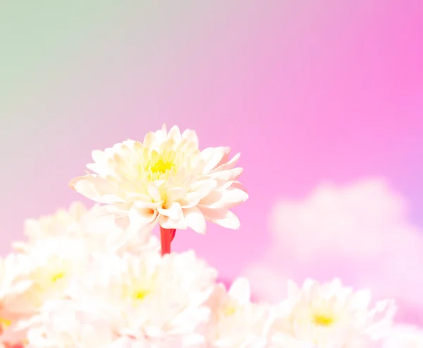 Biała Chryzantema Kwiat kolorowy filtr — Zdjęcie stockowe