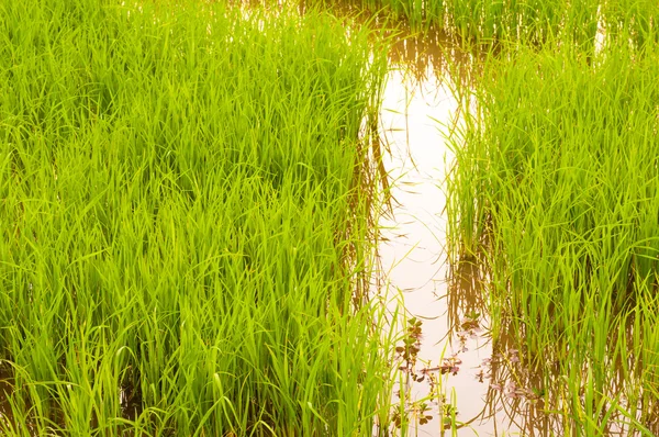 선라이즈 기간에 필드의 쌀 — 스톡 사진
