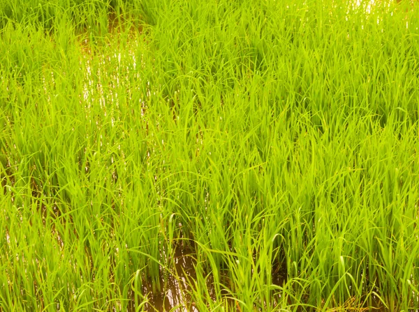 Arroz de campo em período de amanhecer — Fotografia de Stock