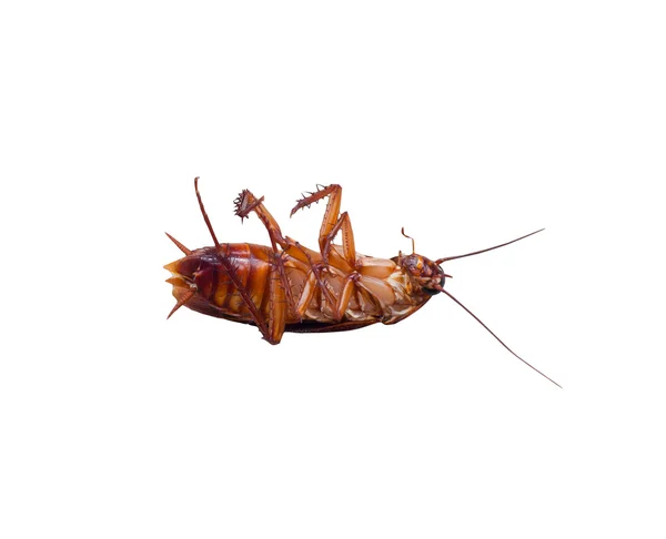 Insect dode cockroach bug op witte achtergrond. geïsoleerd — Stockfoto