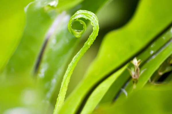 Gota de agua en la hoja de helecho verde. temporada de lluvias — Foto de Stock