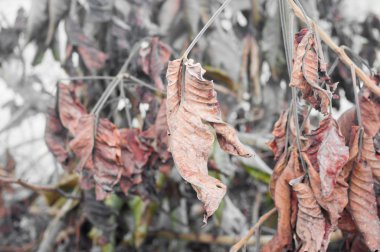 şube ile kahverengi yapraklar, güneş ışığı tarafından Makinası