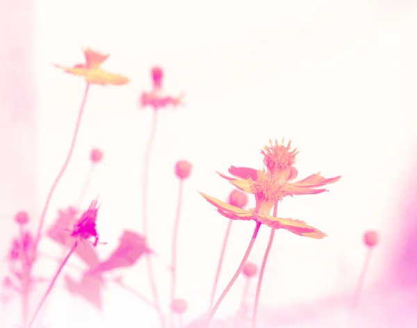 Kosmos kwiaty kwitną roślina połysk słodki kolorowe słońce oń — Zdjęcie stockowe