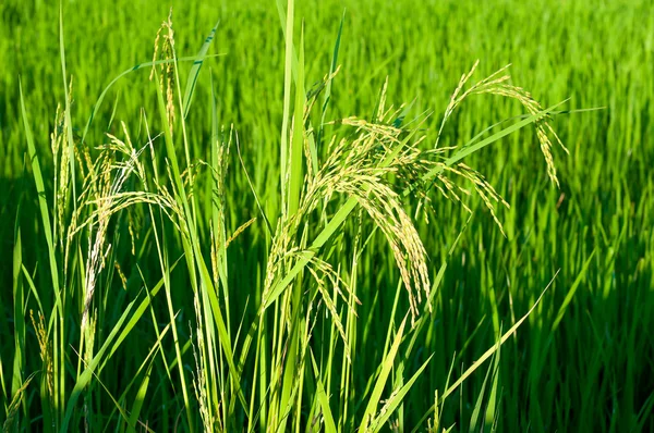 Paddy produce grano nella stagione delle piogge in luce calda, Thailandia — Foto Stock