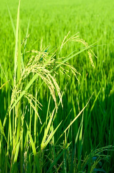 Paddy produce grano nella stagione delle piogge in luce calda, Thailandia — Foto Stock