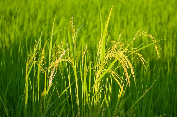 Paddy produzir grãos na estação chuvosa em luz quente, Tailândia — Fotografia de Stock