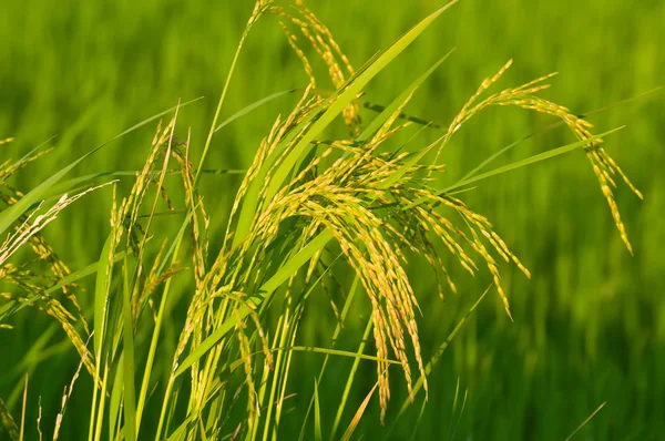 水稻生产粮食的暖光，泰国雨季 — 图库照片