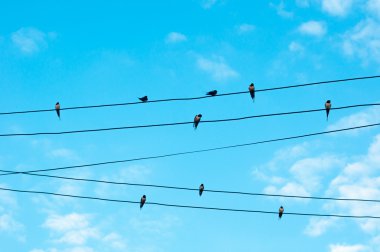 Bir elektrik telleri üzerinde birçok serçe kuşu. Güvercinler üzerinde gökyüzü güç hatları üzerinde oturan