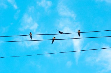 Bir elektrik telleri üzerinde birçok serçe kuşu. Güvercinler üzerinde gökyüzü güç hatları üzerinde oturan